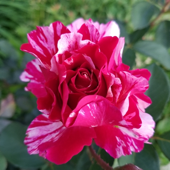 Two vintage poodle pins rhinestone dog brooch - Picture 7 of 7